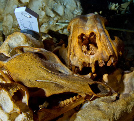 Remains of a collared peccary and sabretooth cat.